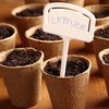 growing seed in soil