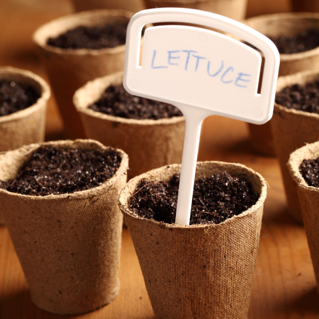 growing seed in soil