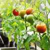 ripe tomatoes hanging