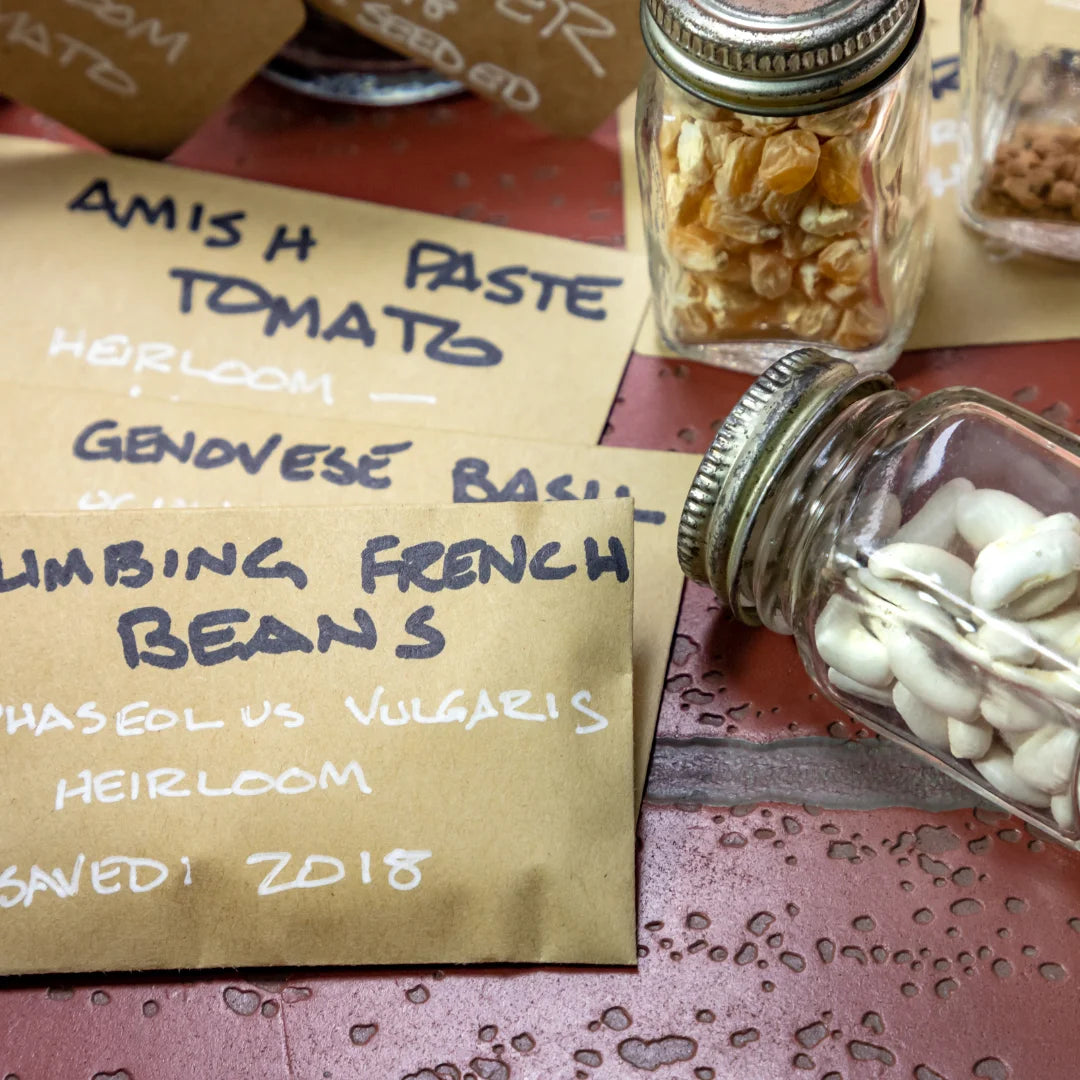 heirloom seed beans in a jar