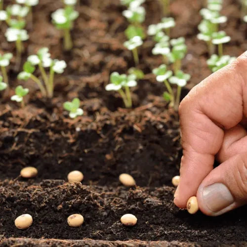 Get Organic Heirloom Seeds For Your Eco-Friendly Garden