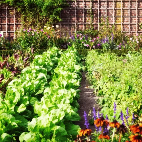 The Rise Of Vegetable Gardening In Australia’s Growing Region