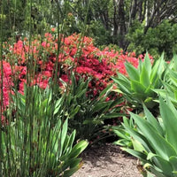 Drought-Proof Your Garden: Understanding Plant Adaptations To Dry Conditions