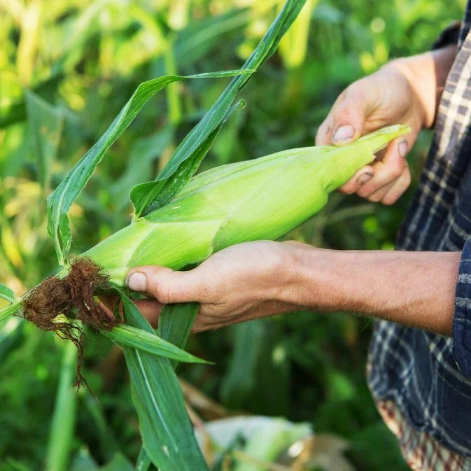 How to Grow Corn