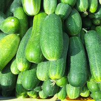 How to Grow Cucumbers