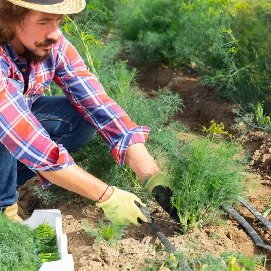 Growing Dill