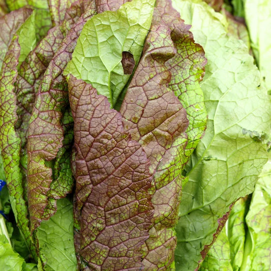 Growing Mustard