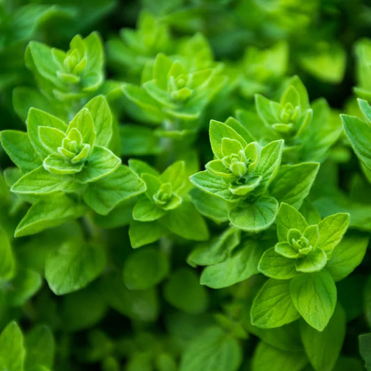 Growing Oregano