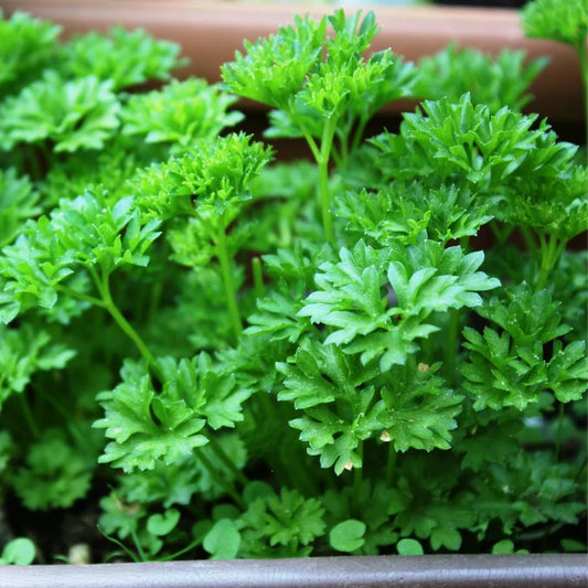 Growing Parsley