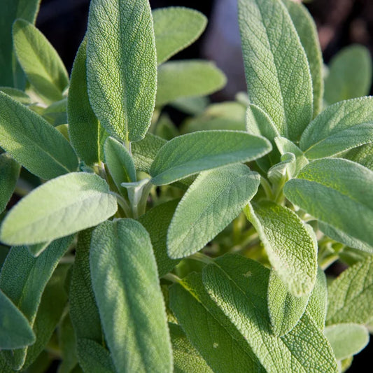 Growing Sage