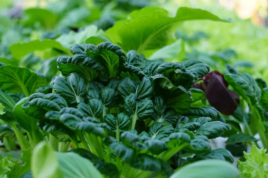 Growing Tatsoi