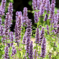How to Grow Anise Hyssop