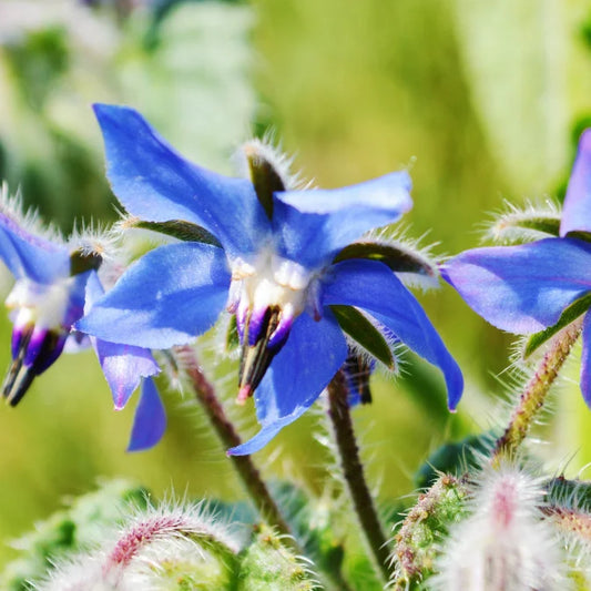 How to Grow Borage