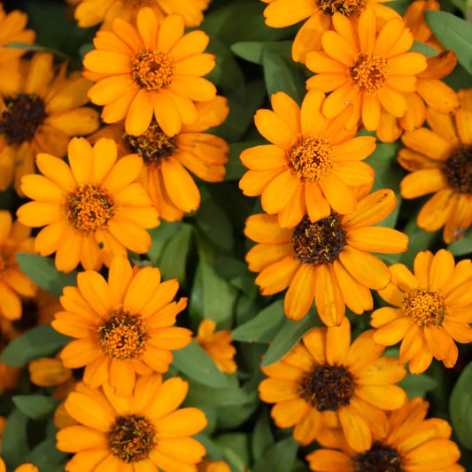 How to Grow Calendula Seeds