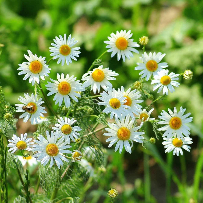How to Grow Chamomile