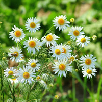 How to Grow Chamomile