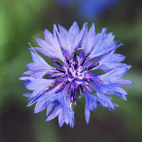 How to Grow Cornflowers