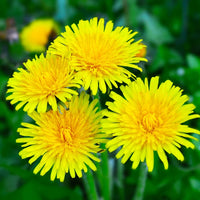 How to Grow Dandelion