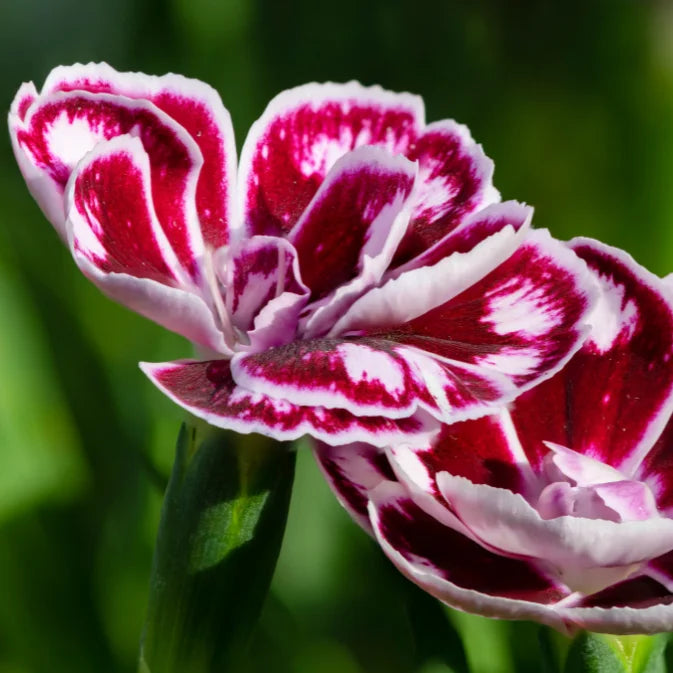 How to Grow Dianthus
