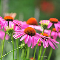 How to Grow Echinacea