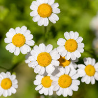How to Grow Feverfew