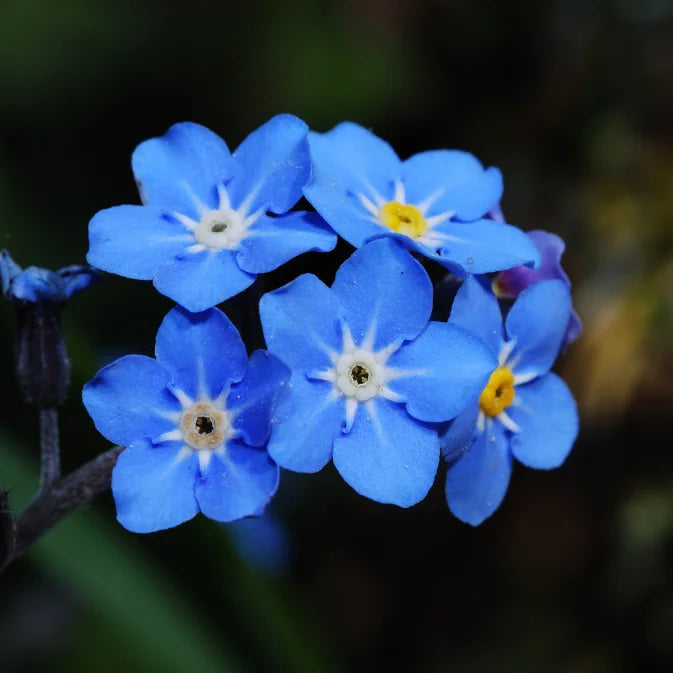 How to Grow Forget-Me-Nots