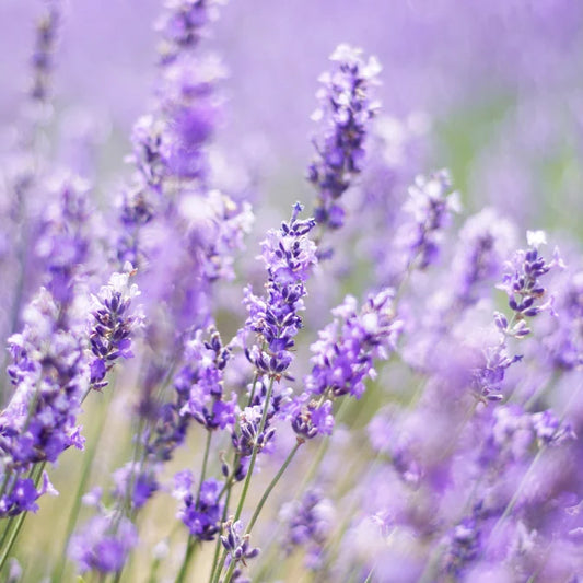 How to Grow Lavender