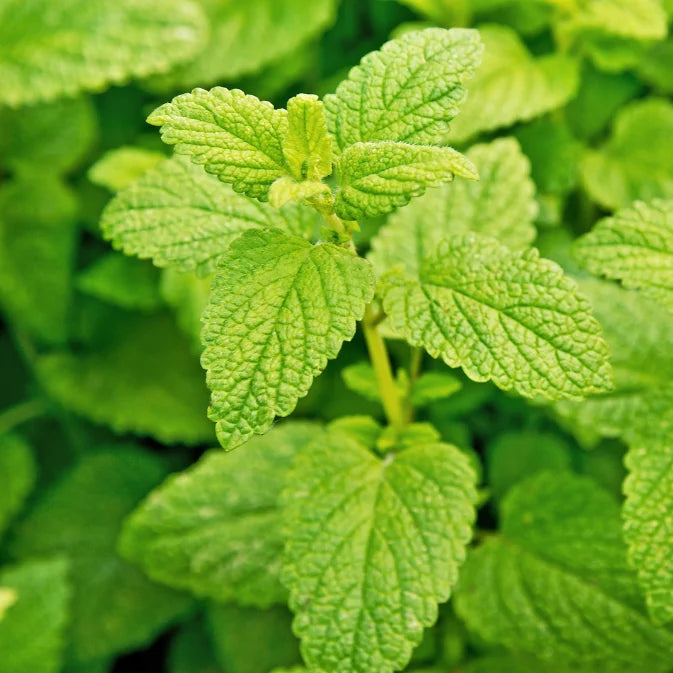 How to Grow Lemon Balm