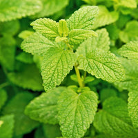 How to Grow Lemon Balm