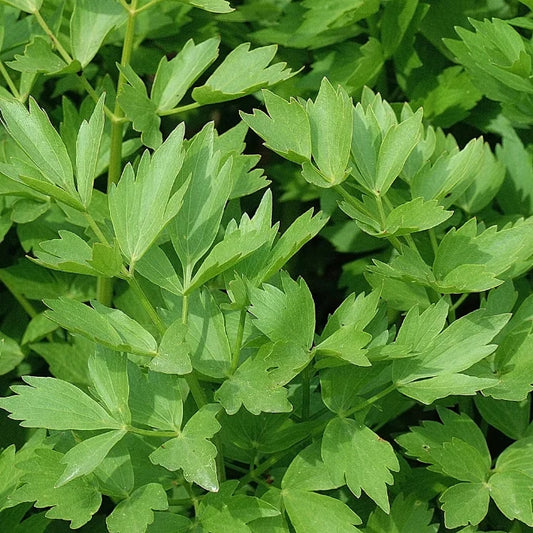 How to Grow Lovage