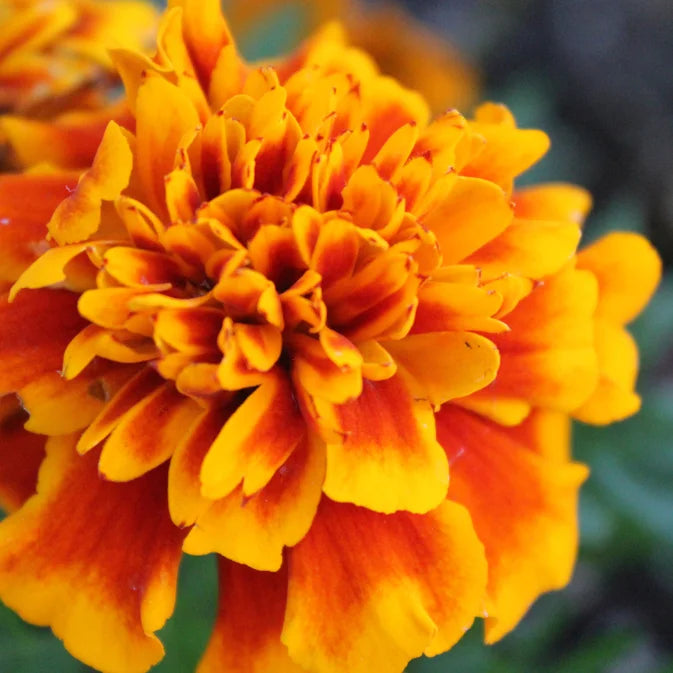 How to Grow Marigolds