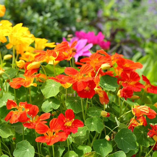 How to Grow Nasturtium