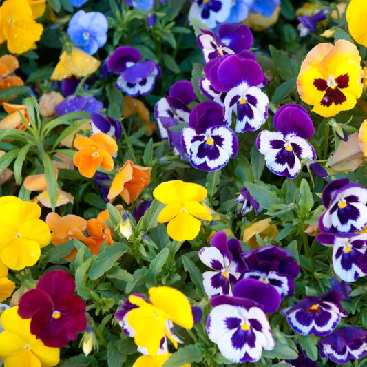 How to Grow Pansies