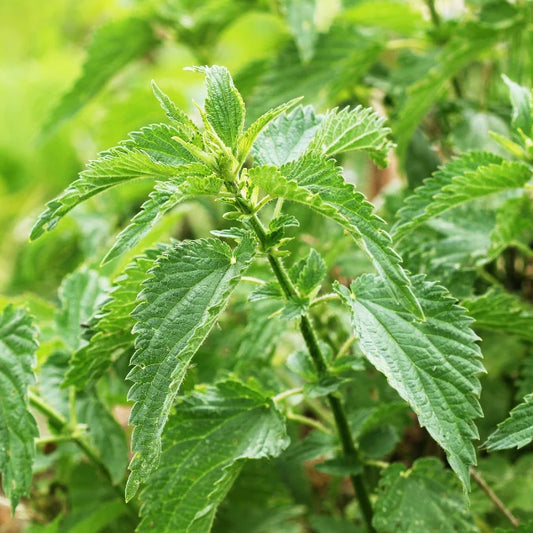 How to Grow Stinging Nettle