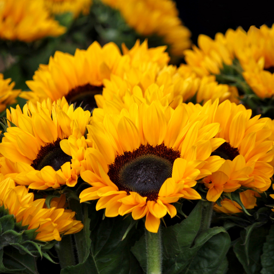 How to Grow Sunflowers