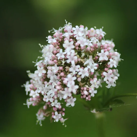 How to Grow Valerian