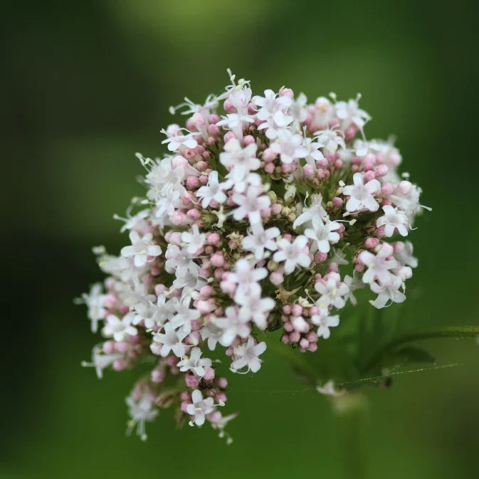 Volperien How to Grow Valerian – Survival Seeds