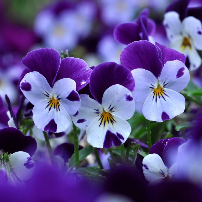 How to Grow Violas