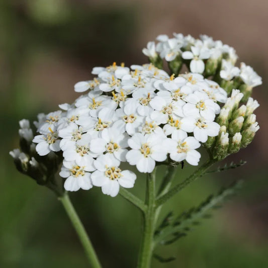 How to Grow Yarrow