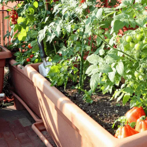 From Patio To Plate: Small Space Veggie Gardening Made Easy