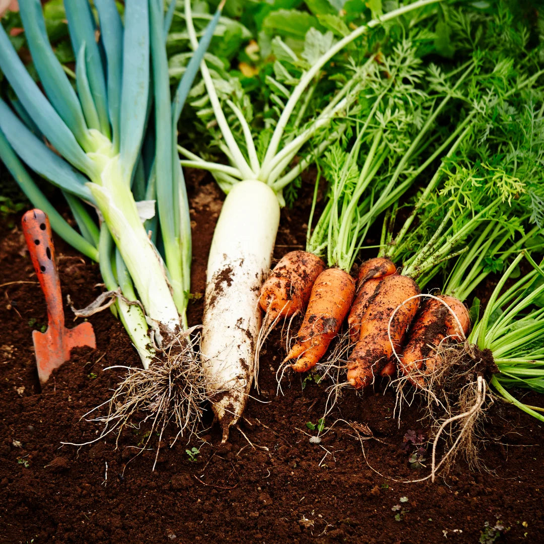 Vegetables to Plant for a Winter Harvest