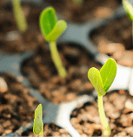How Much Sunlight Do Seeds Need to Grow?
