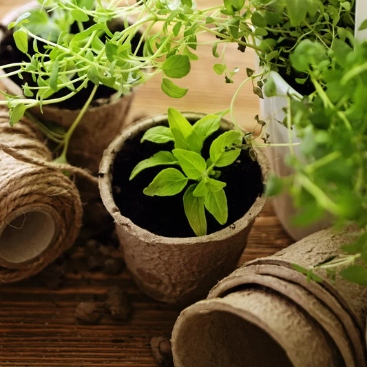 When to Plant Seeds in Australia: A Practical Guide