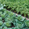 grown green vegetables