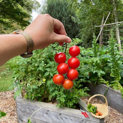 hand holding cherry tomatoes