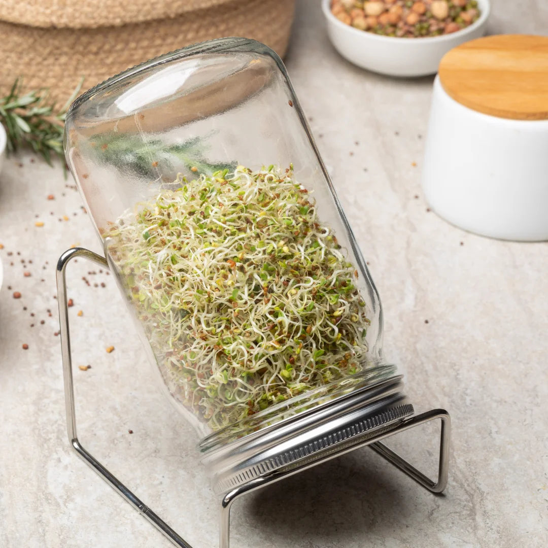 Alfalfa Sprouting Seeds