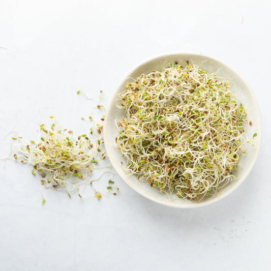 Alfalfa Sprouting Seeds