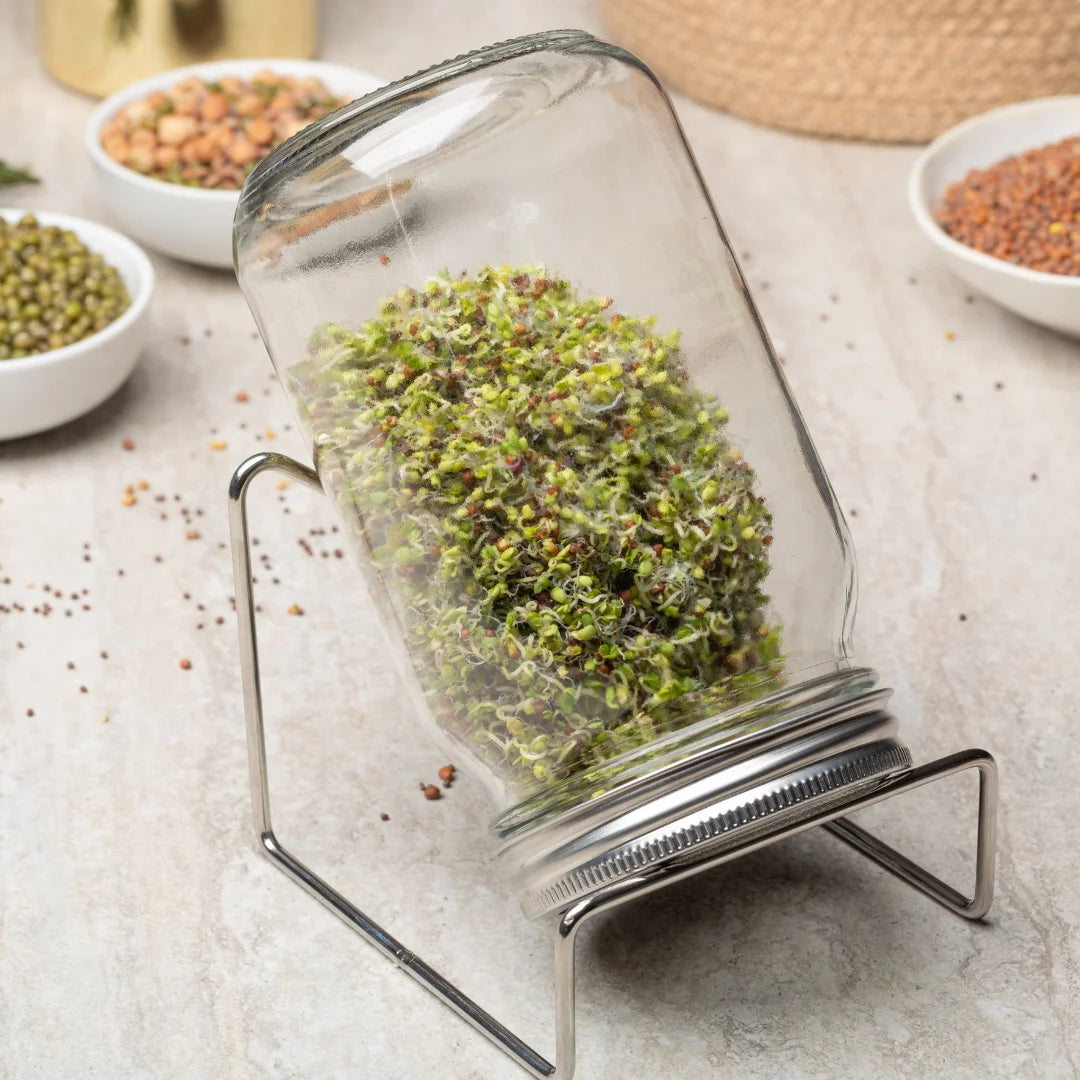 Broccoli Sprouting Seeds
