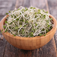 Broccoli Sprouting Seeds