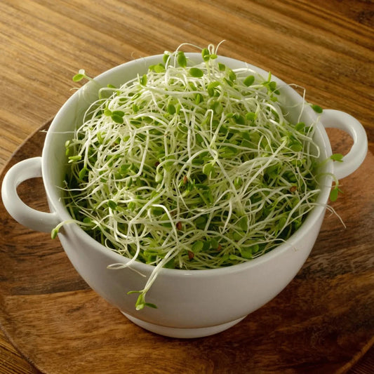 Red Clover Sprouting Seeds